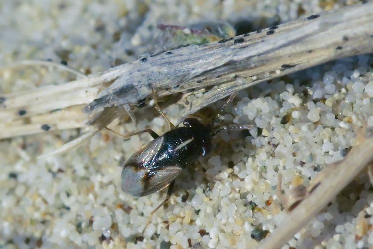 Lygaeidae:  Geocoris lineola